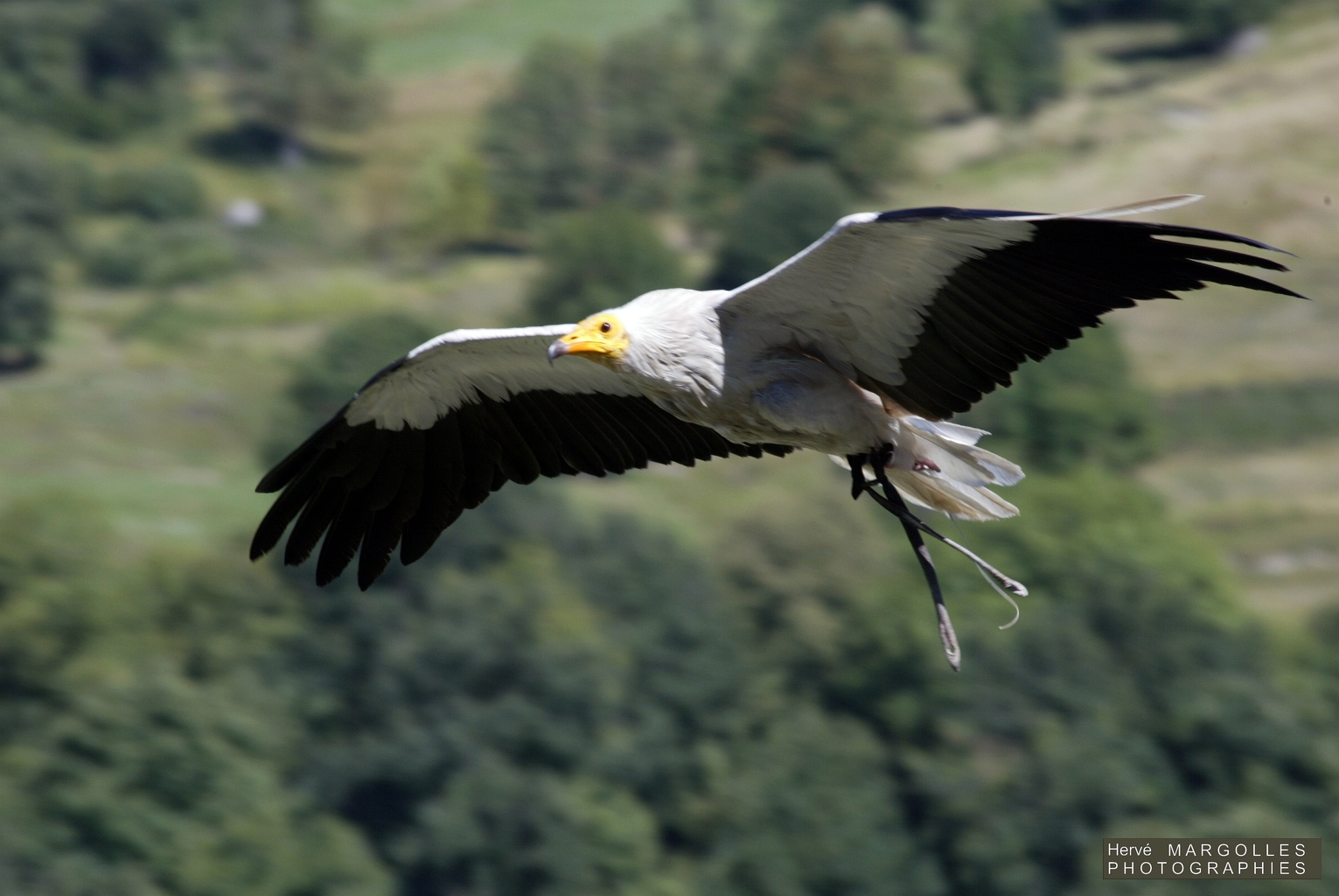 Vautour percnoptere-03.JPG